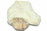 Enrolled Kainops Trilobite - Black Cat Mountain, Oklahoma #362993-2